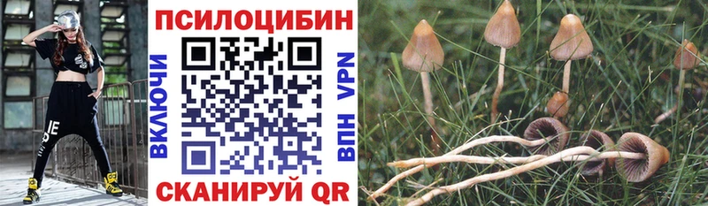 наркота  Верещагино  Псилоцибиновые грибы Psilocybe 